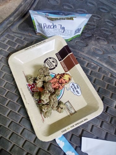 Customer photo review of Hawaiian Punch THCA Flower