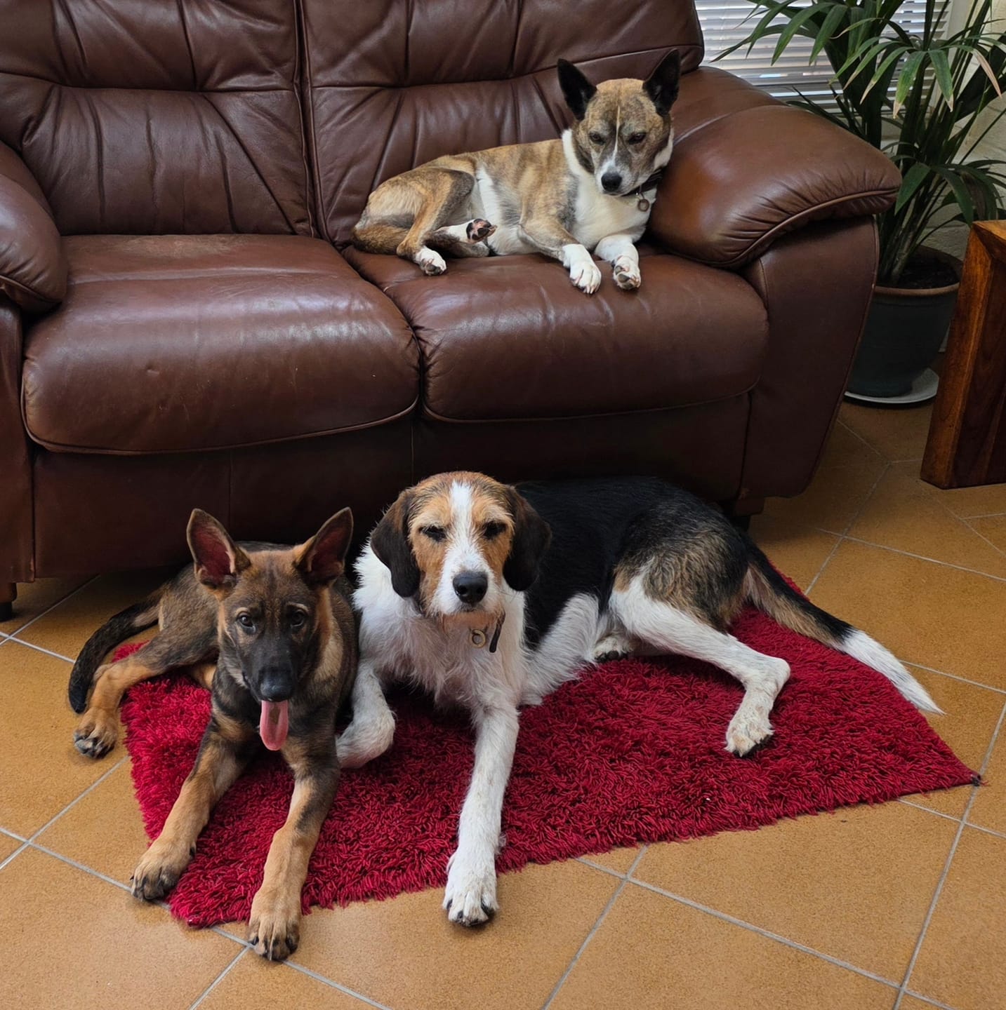 Customer photo review of Total Dental Care Supplement For Dogs