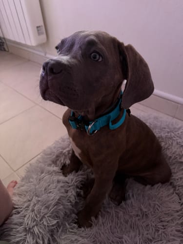 Customer photo review of 2.5cm Combat® Collar | With Handle & Rated Clip - Light Blue