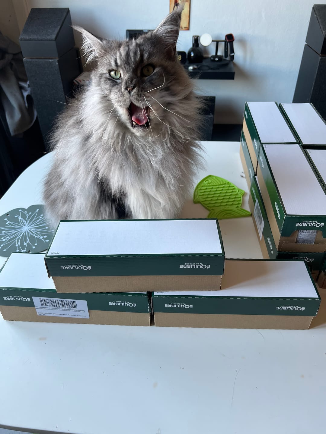 Customer photo review of Pâtées riches en volaille & aux courgettes (Chat stérilisé et Chat adulte)