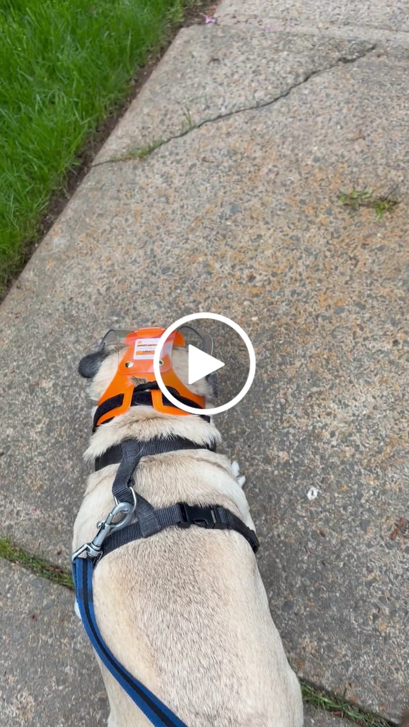 Customer video review of OptiVizor - Short Snout Version - Clear UV Tint