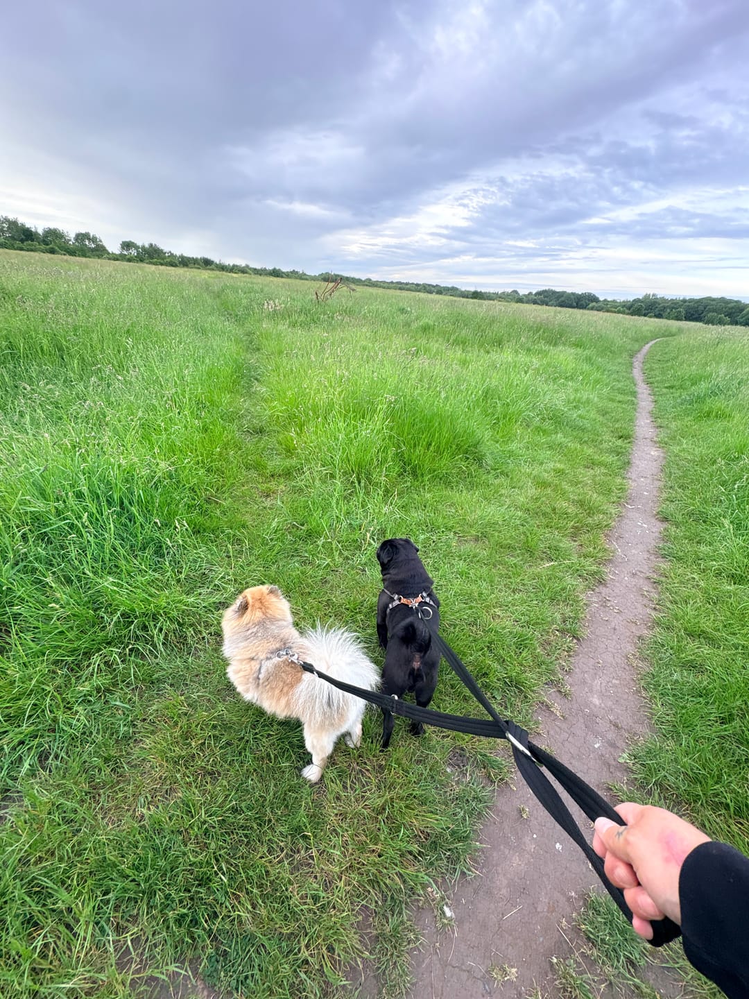 Customer photo review of Training Double Ended Dog Lead | 2m Length -  Black