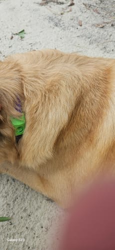 Close-up of a customer's dog wearing the PawLax Collar, partially seen under its thick golden fur.