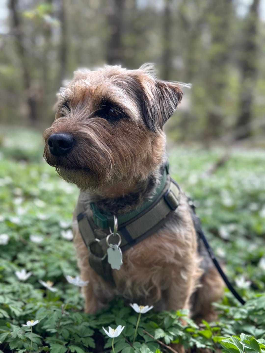 Customer photo review of Wurmtest Pro Hund