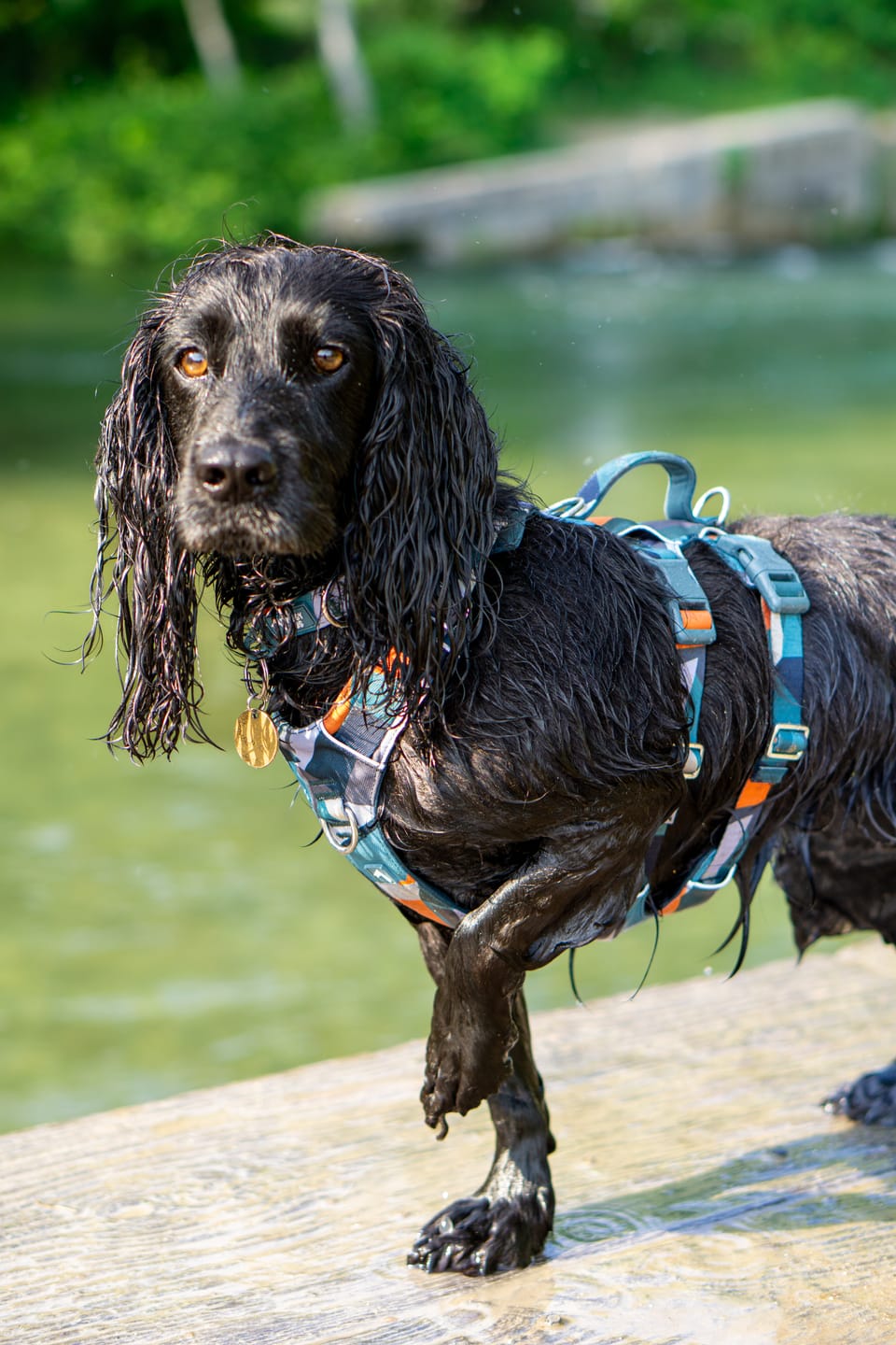 Customer photo review of Scramble Harness