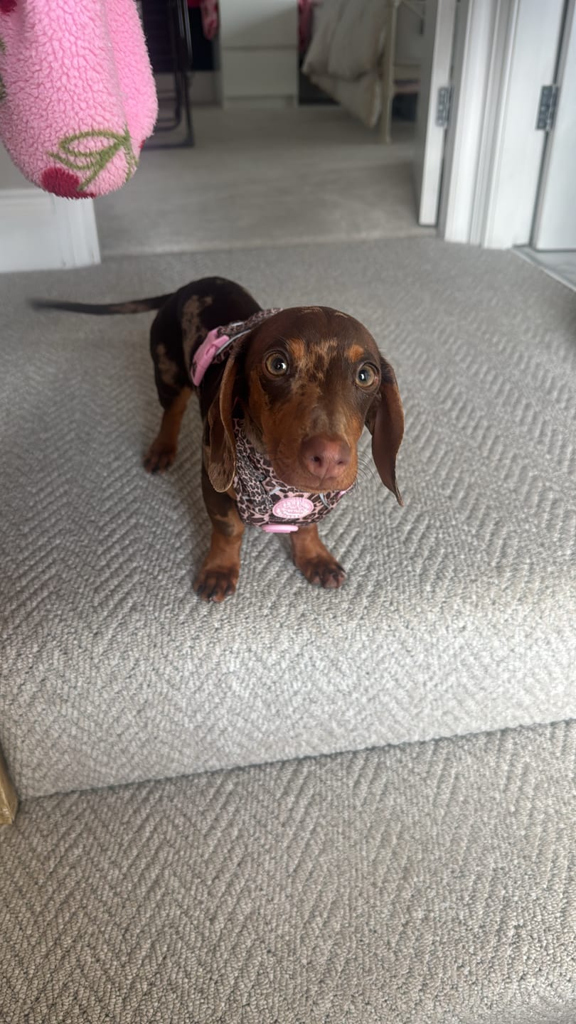 Customer photo review of Tough Trails™ Harness -  Leopard Print