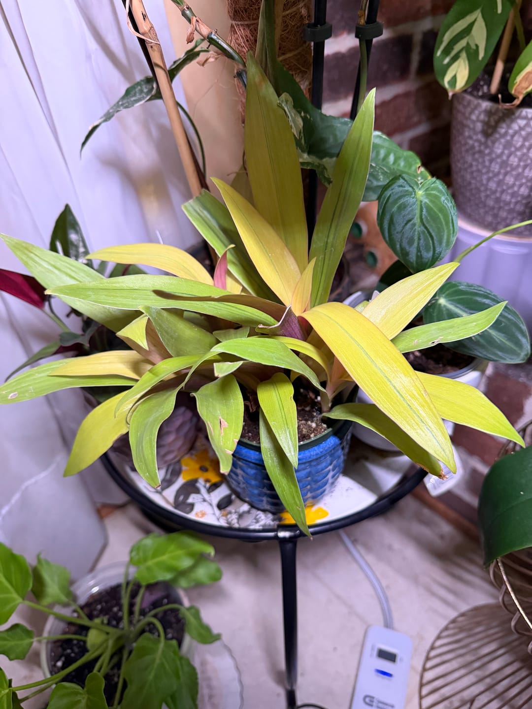 Customer photo review of Tradescantia spathacea 'Sitara's Gold'