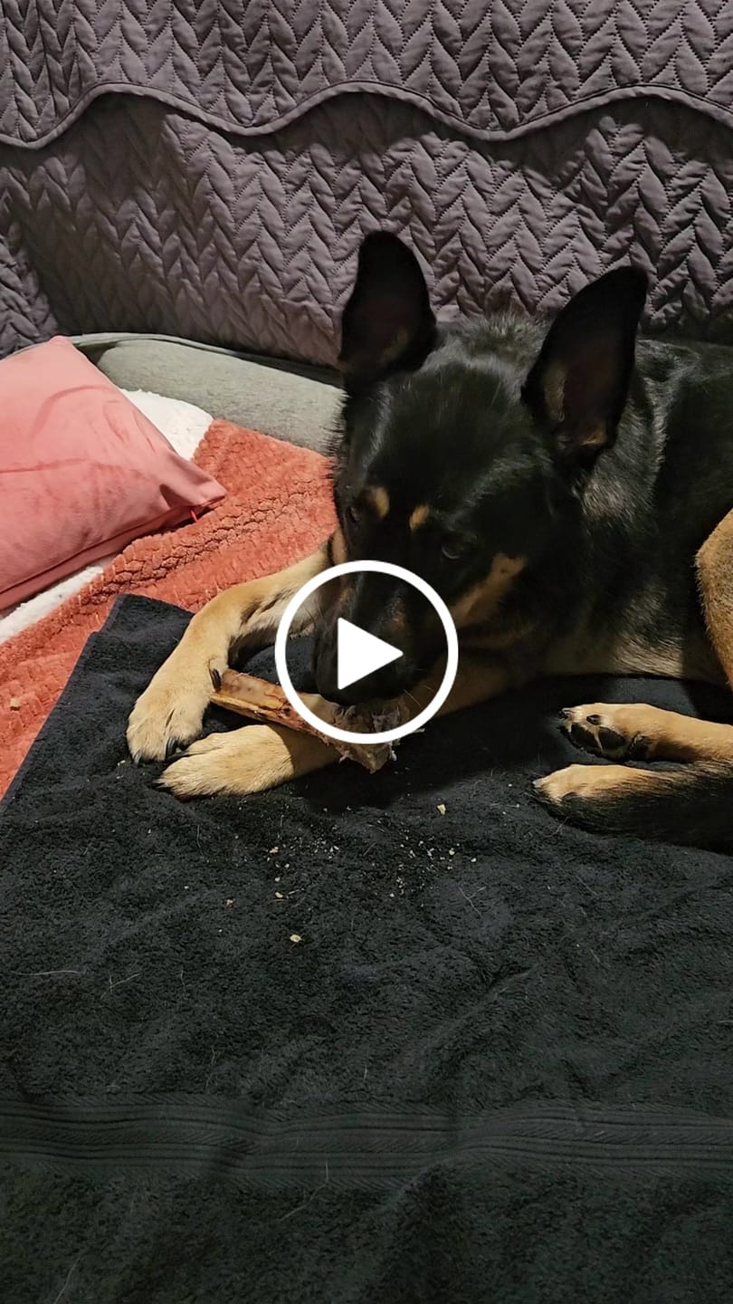 Customer video review of Medium Ostrich Cane (10" x 3"): The Long-Lasting, Flavor-Packed Chew for Medium & Large Dogs