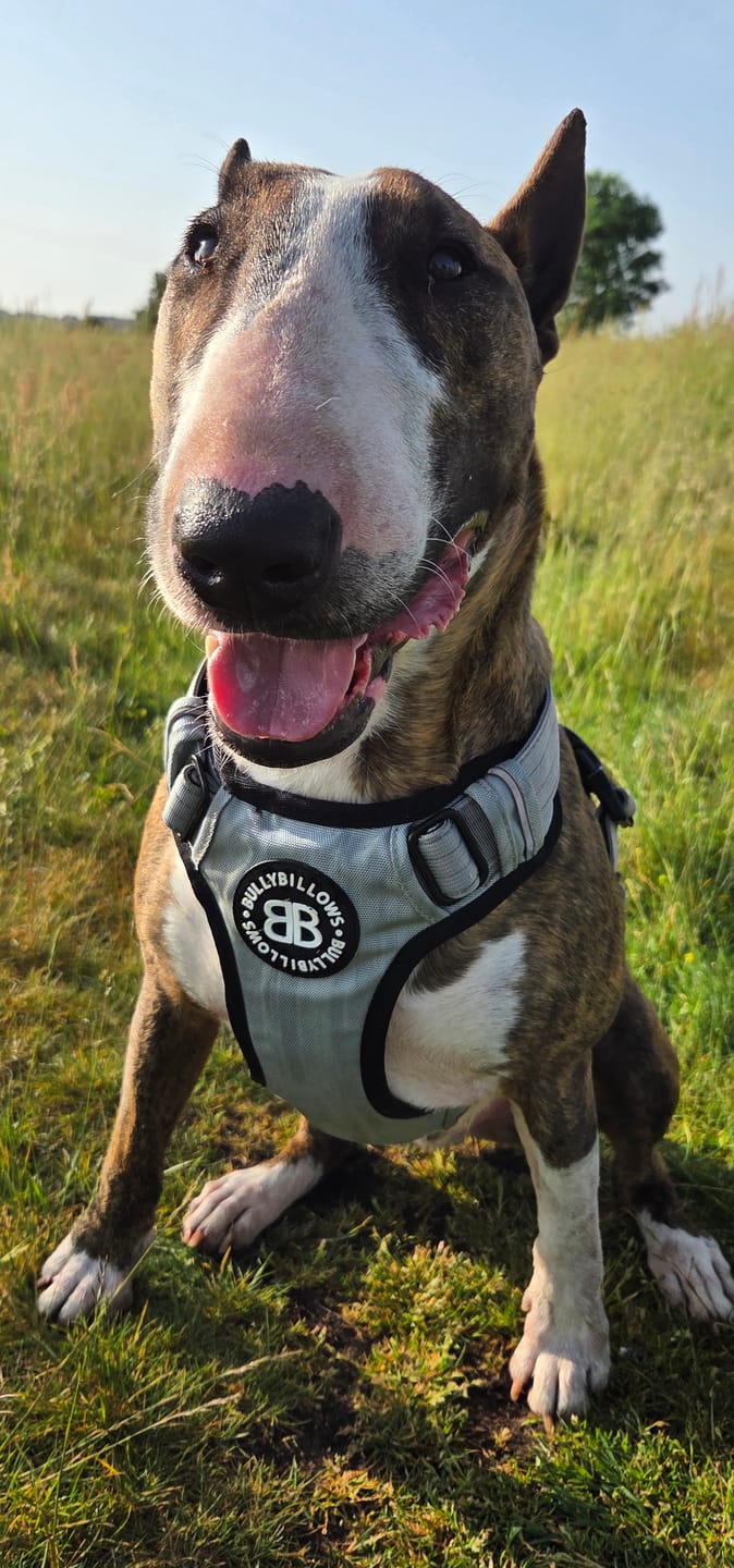 Customer photo review of Comfort Premium Harness | Non Restrictive - Metal Grey