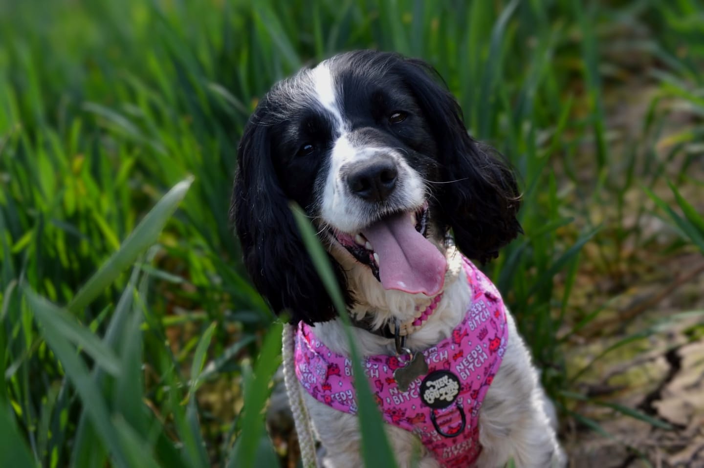 Customer photo review of Needy bi**h harness