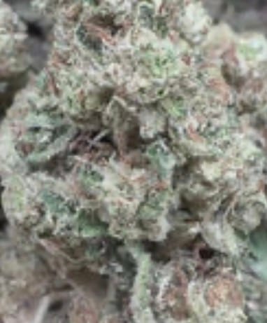 White Gelato - Bulk - Indica photo review