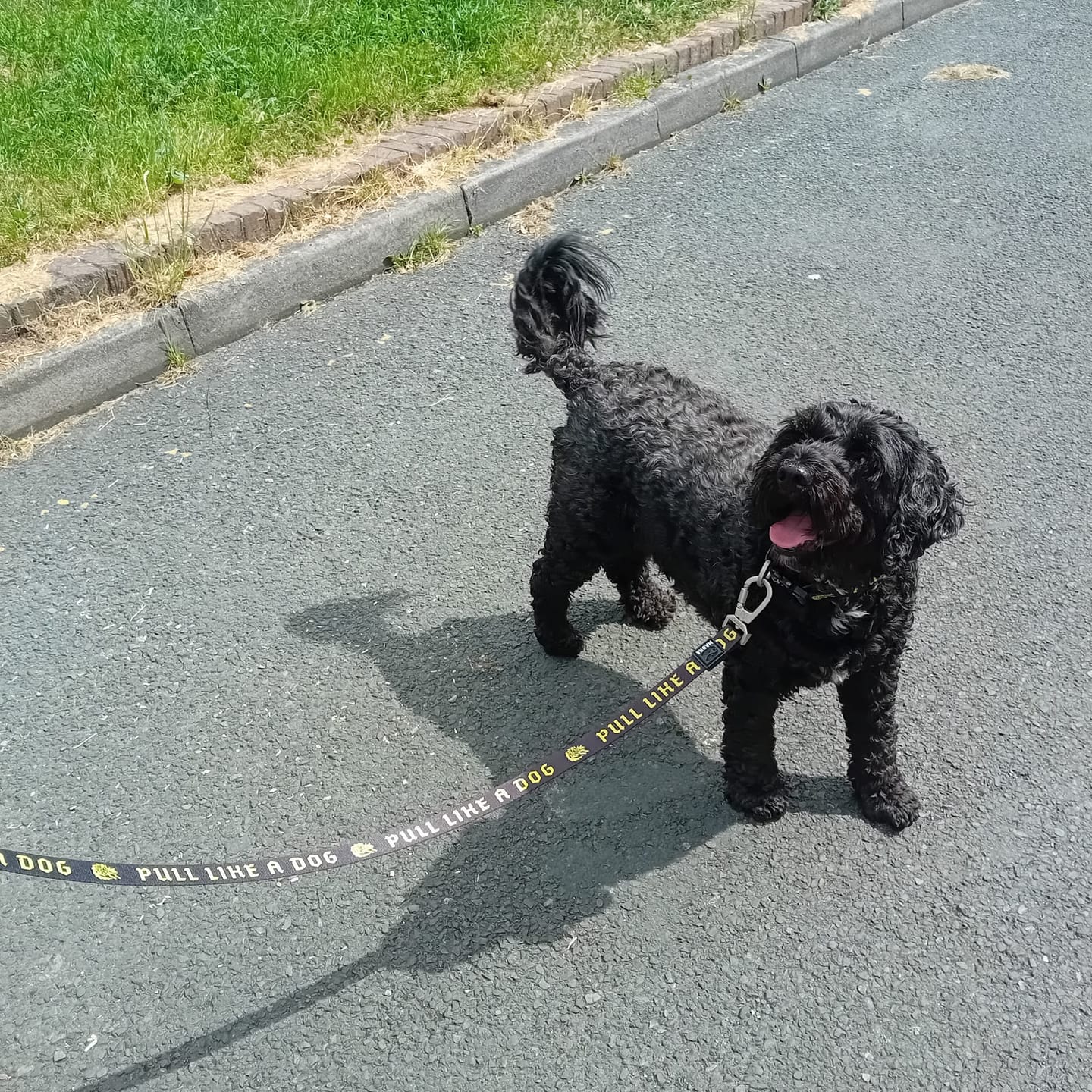 Customer photo review of Madra x The Scratch - Leash