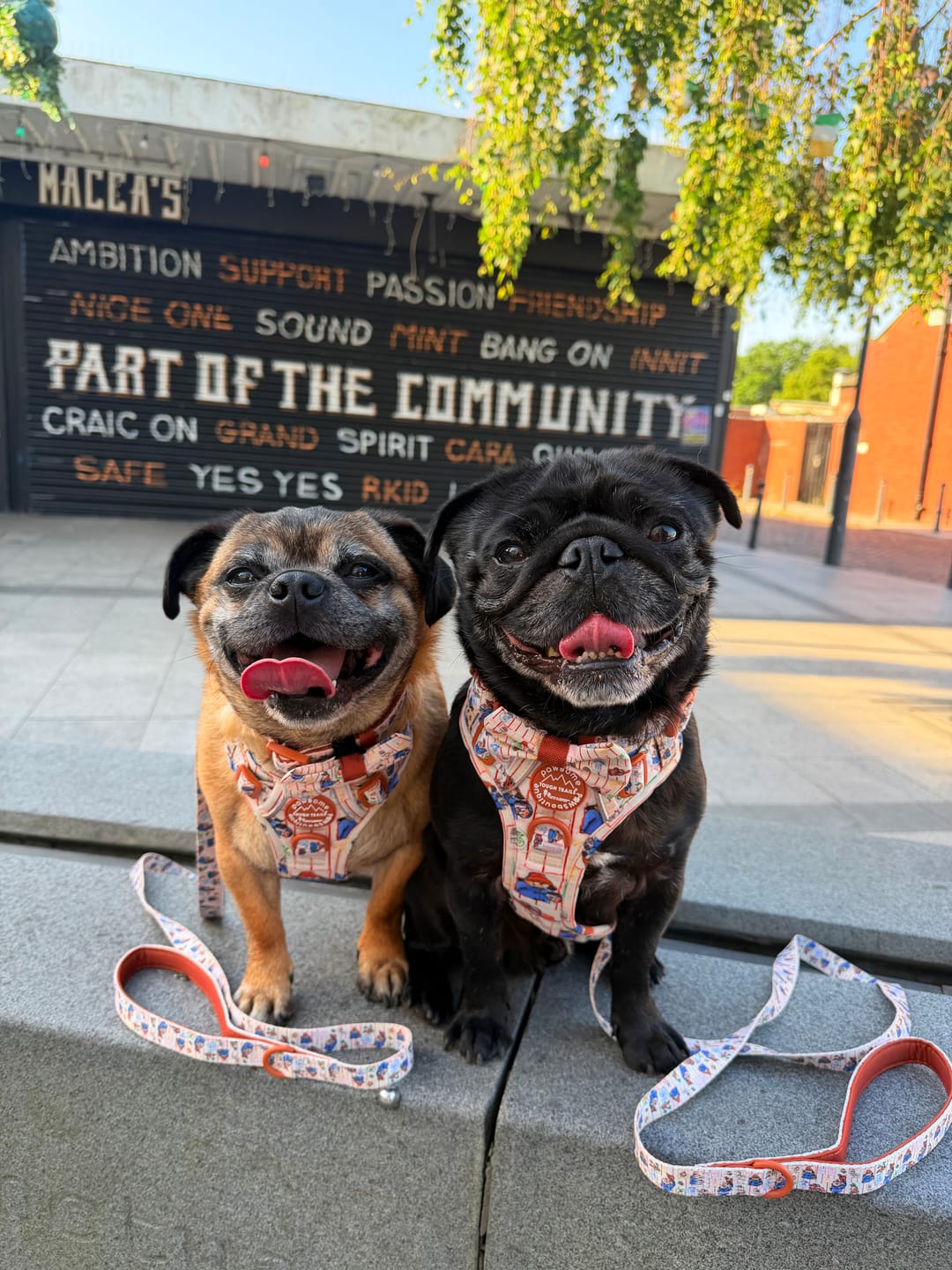 Customer photo review of Paddington™ Tough Trails™ Harness - Peckish Paddington