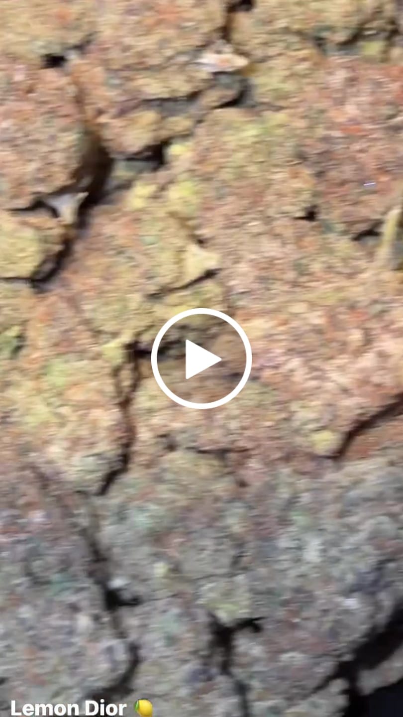 Customer video review of Boutique Exotics Lemon Dior - Bulk - Hybrid