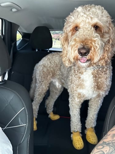 Customer photo review of WagWellies® Mojave
