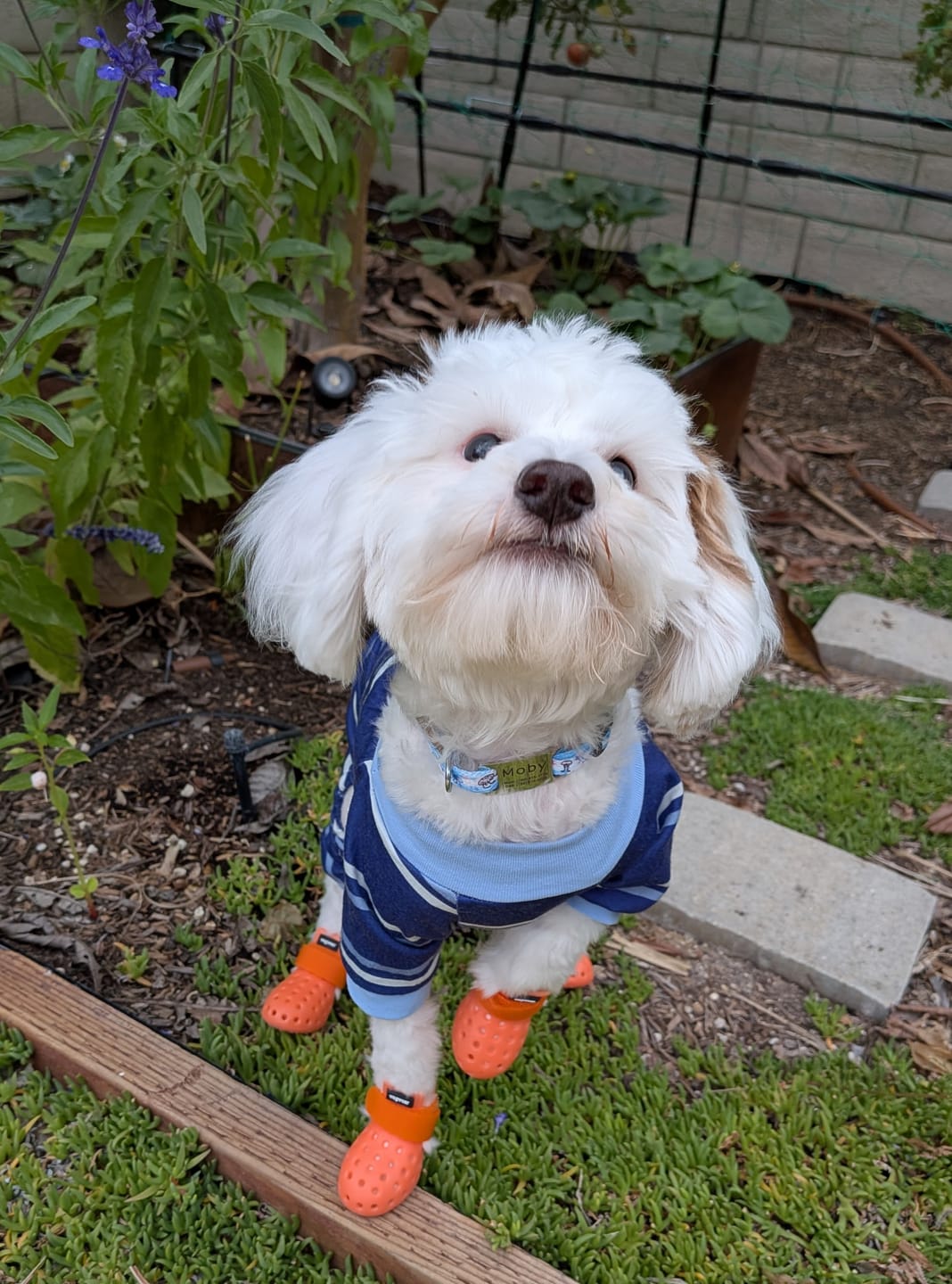 Customer photo review of WagWellies® Mojave Neon Orange