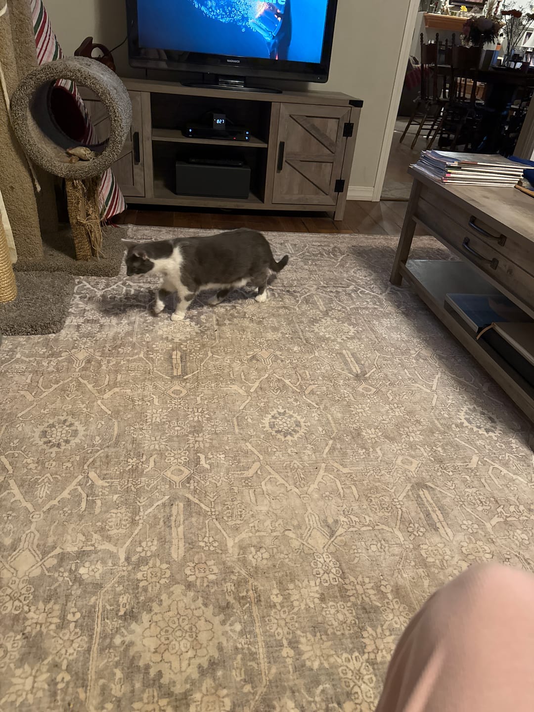 Customer photo review of Selene Washable Area Rug - Beige/White