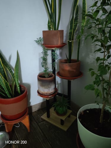 Customer photo review of Estante para Plantas de Madera | Soporte Decorativo Multiuso