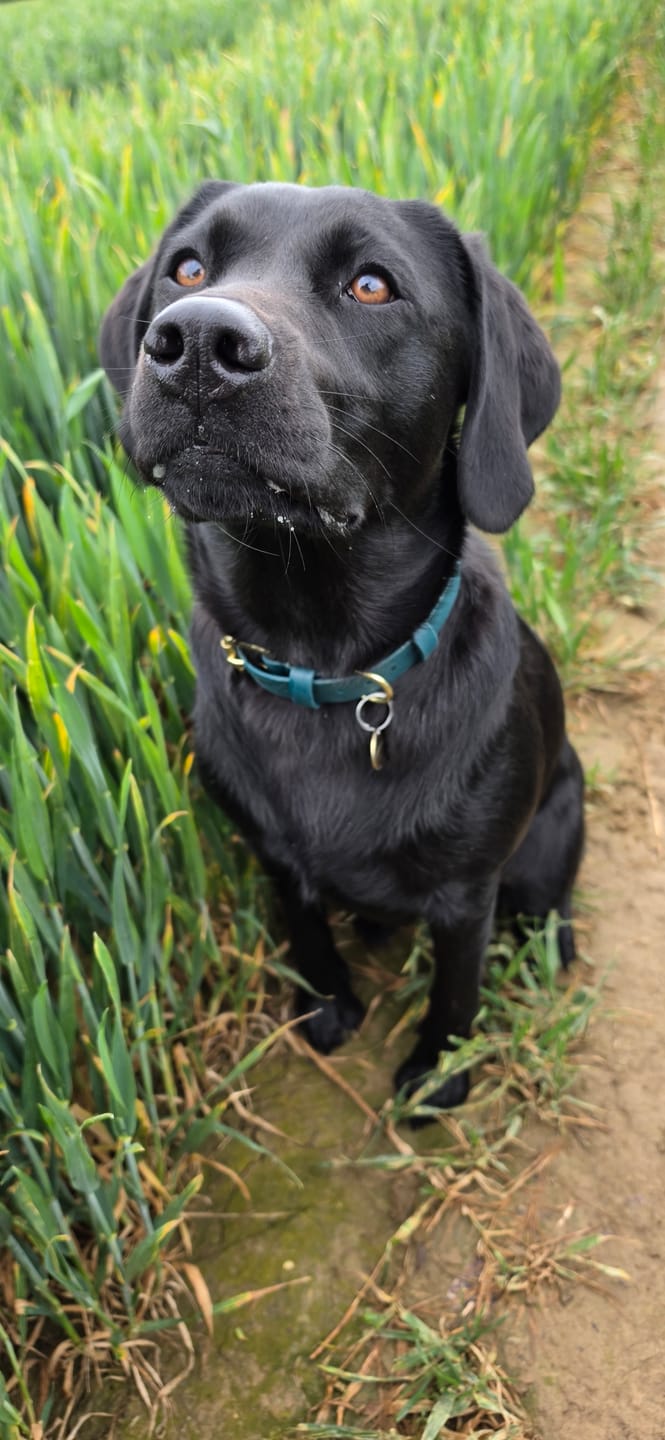 Customer photo review of All Weather Dog Collar