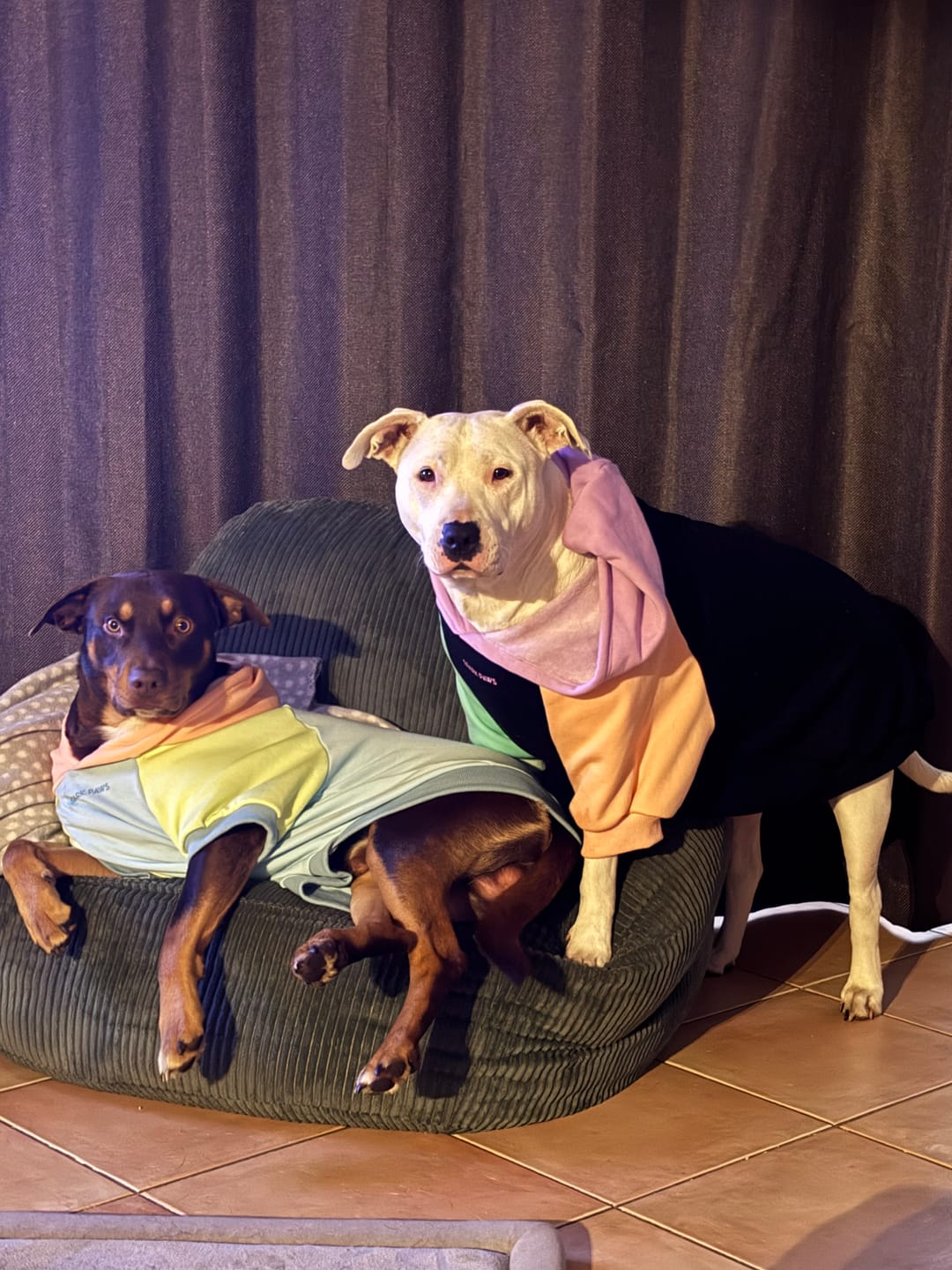 Customer photo review of Jelly Bean Dog Hoodie
