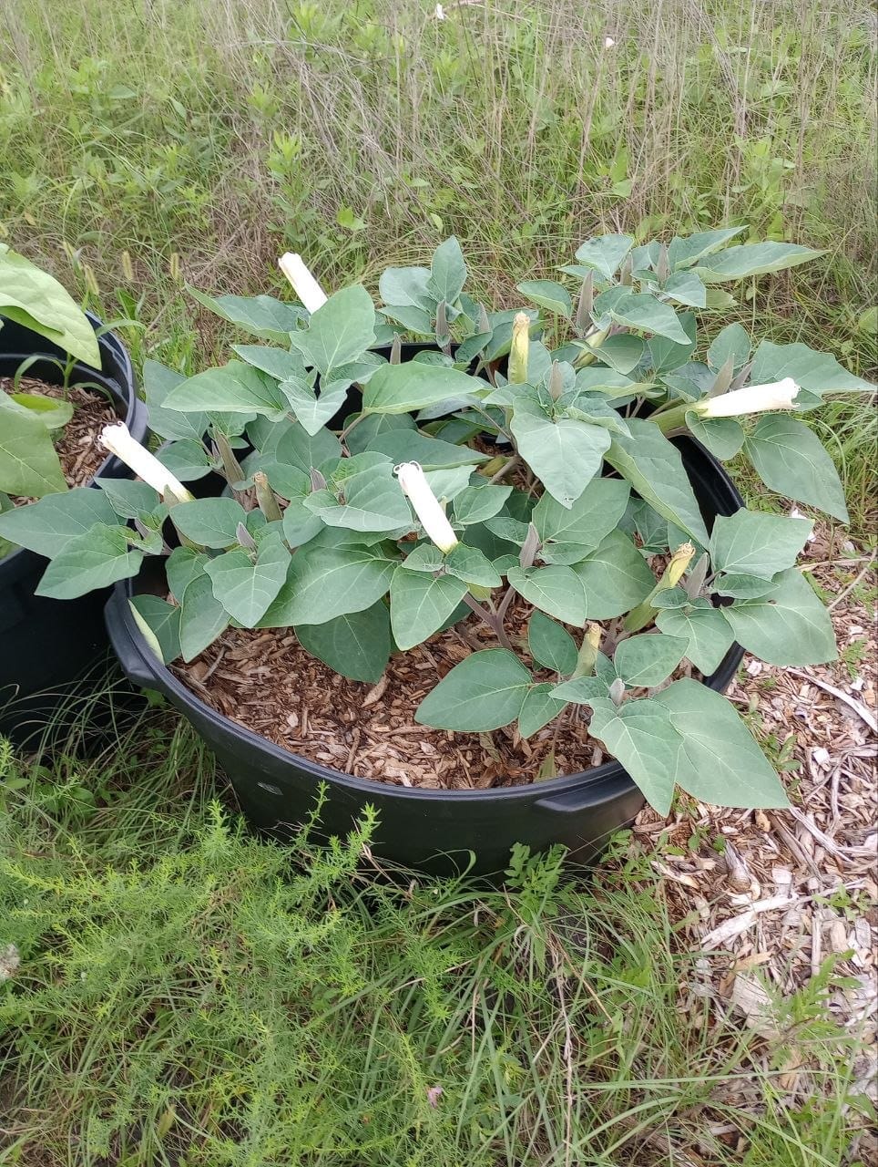 Customer photo review of Datura