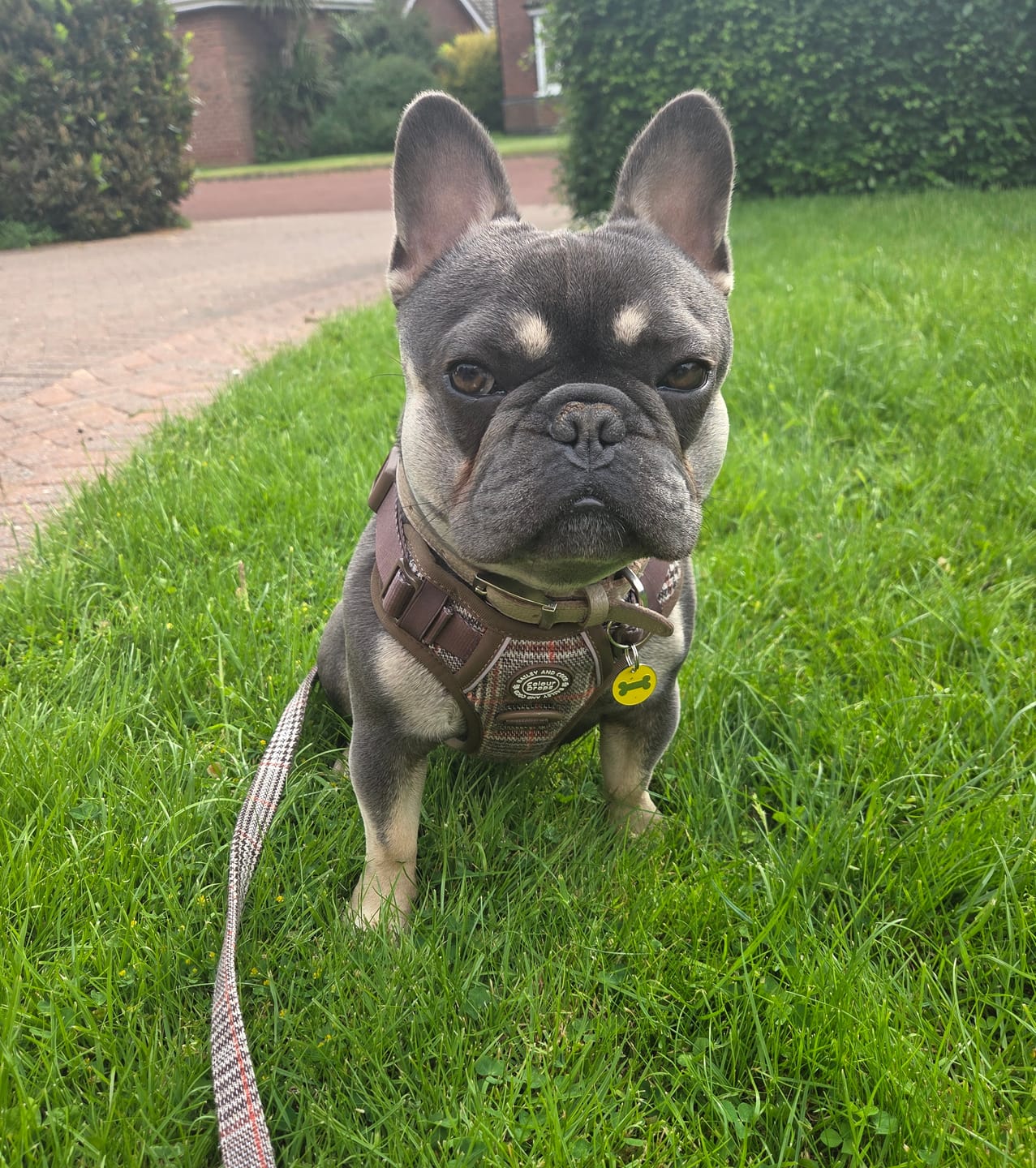 Customer photo review of Dog Lead 5ft - Colour Drops - Heritage Plaid