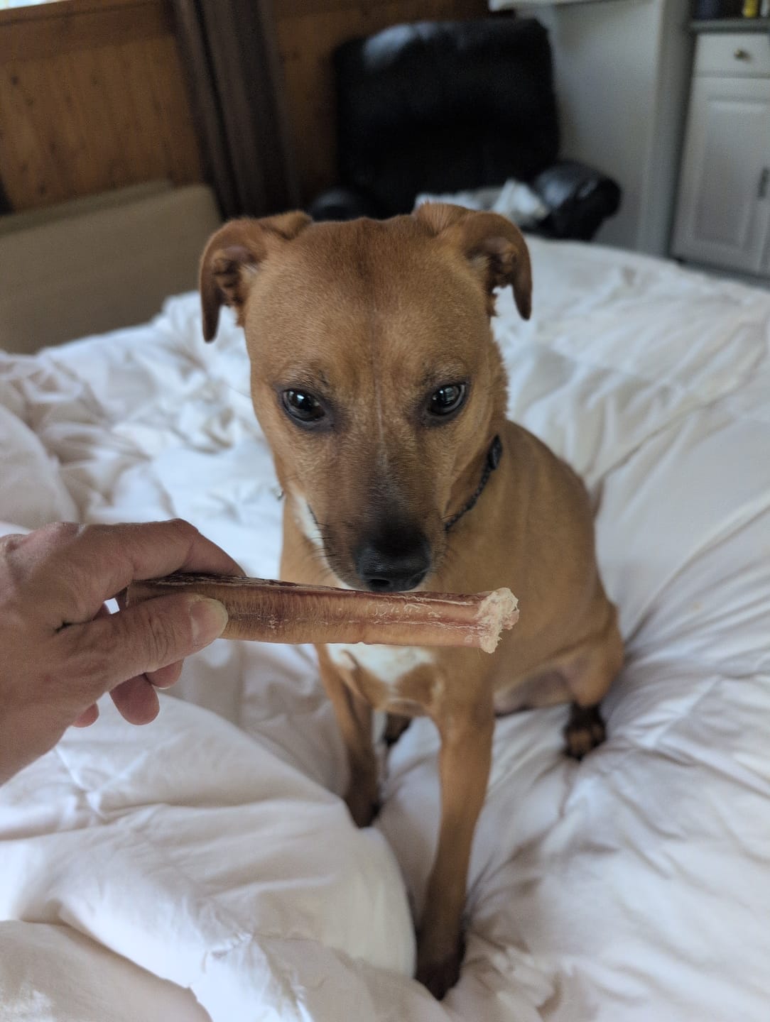 Customer photo review of 6 Inch Jumbo Bully Stick