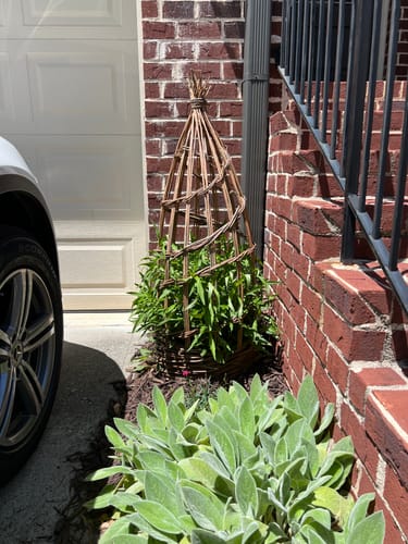 Customer photo review of The Willow Plant Support (3.8 Feet Tall) PRE-ORDER - Ships March 31st