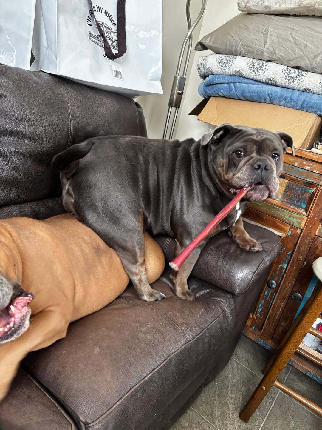 Customer photo review of 12 Inch Monster Bully Stick