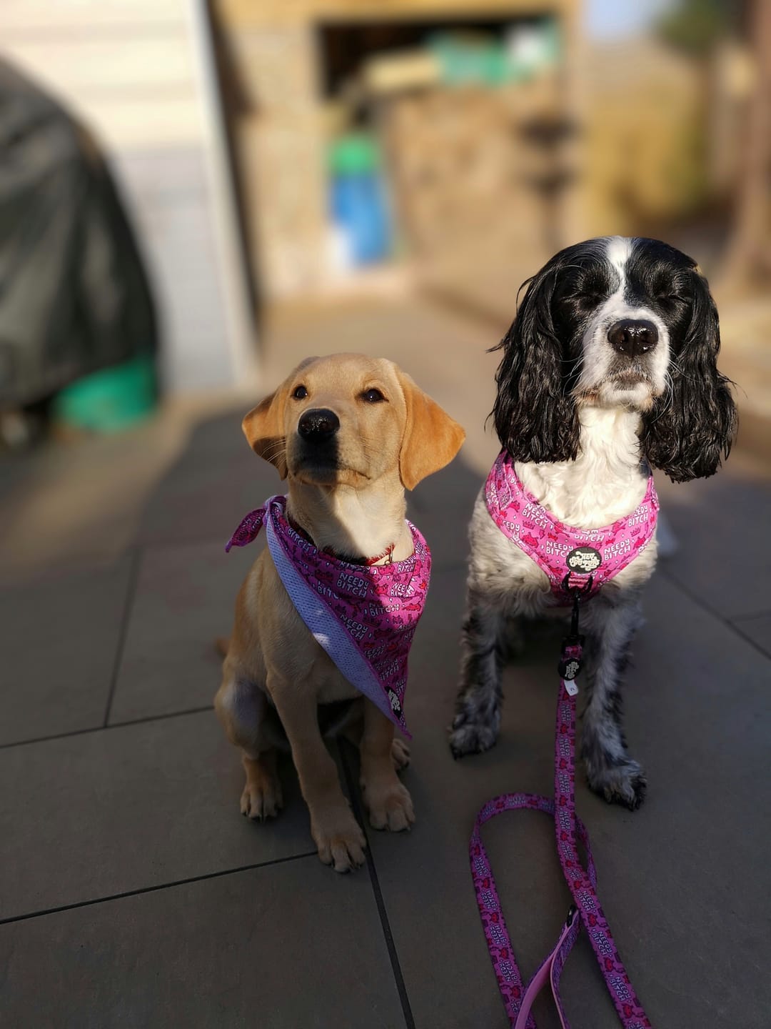 Customer photo review of Needy bi**h harness
