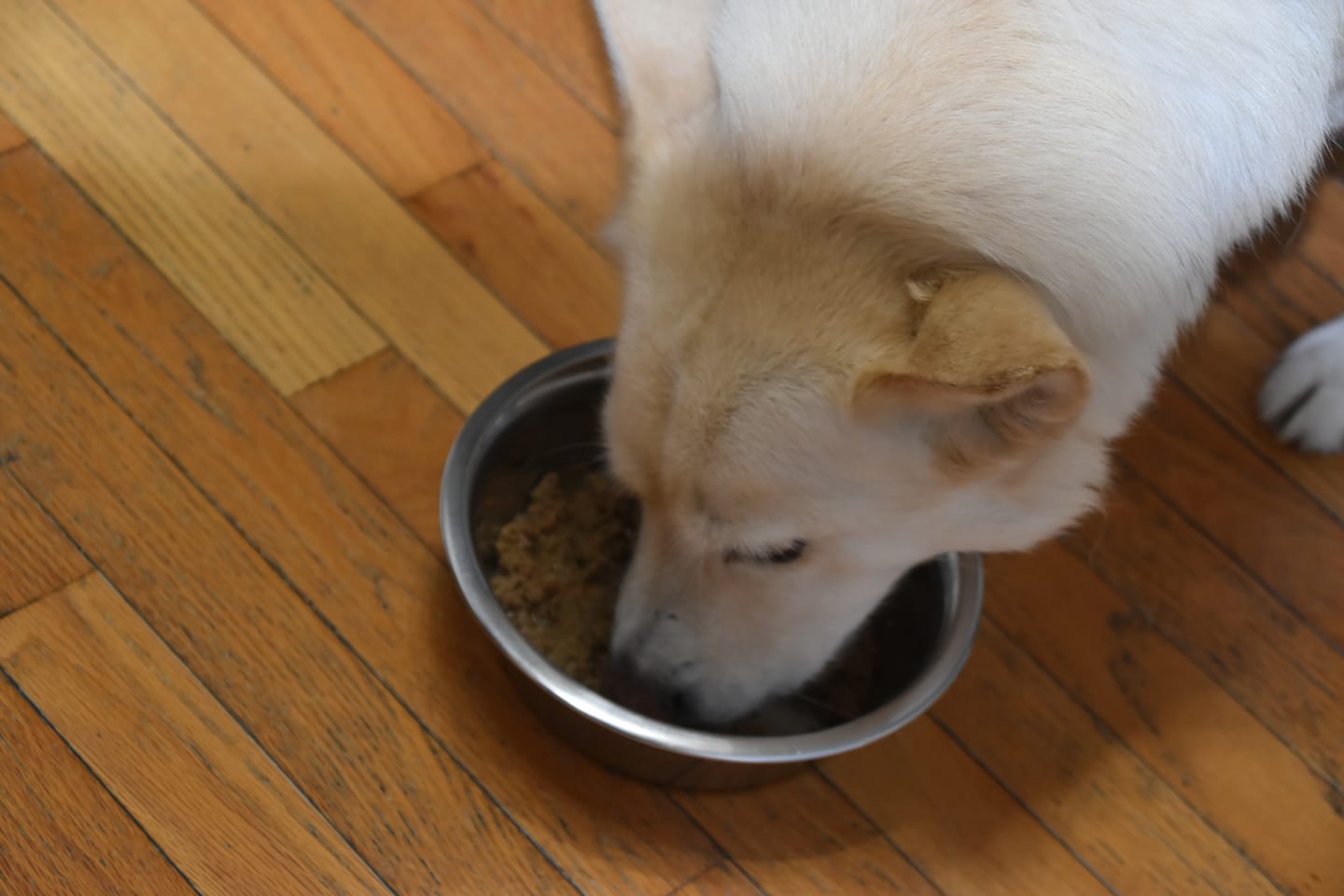 Customer photo review of Lamb Recipe for Dogs - 16oz