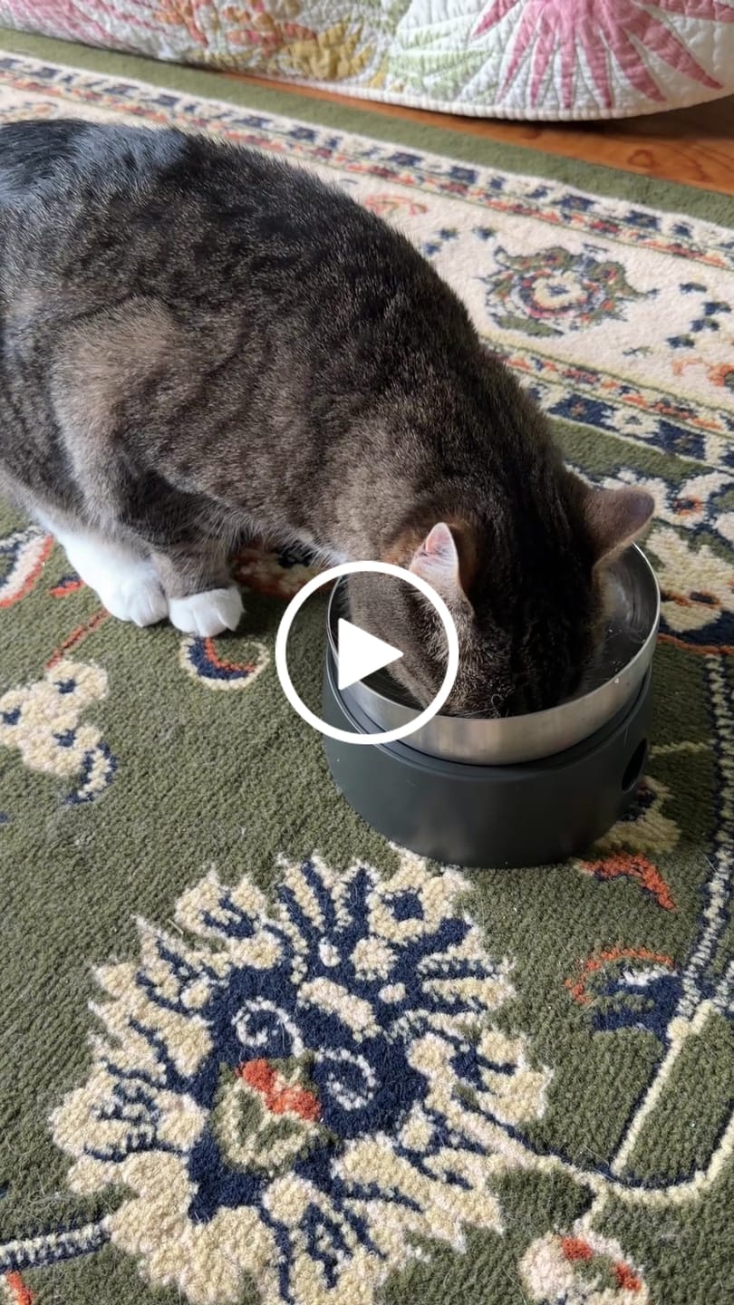 Customer video review of Anti-Vomiting Stainless Steel Cat Bowl