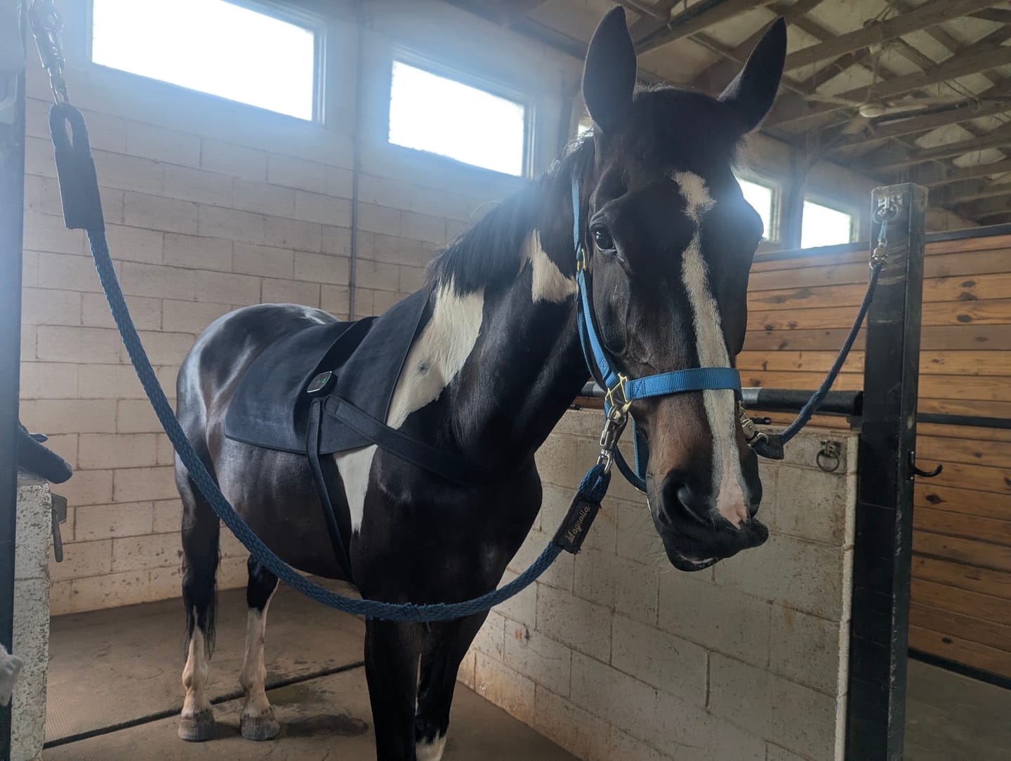 Customer photo review of HorseHalo™ HaloBack
