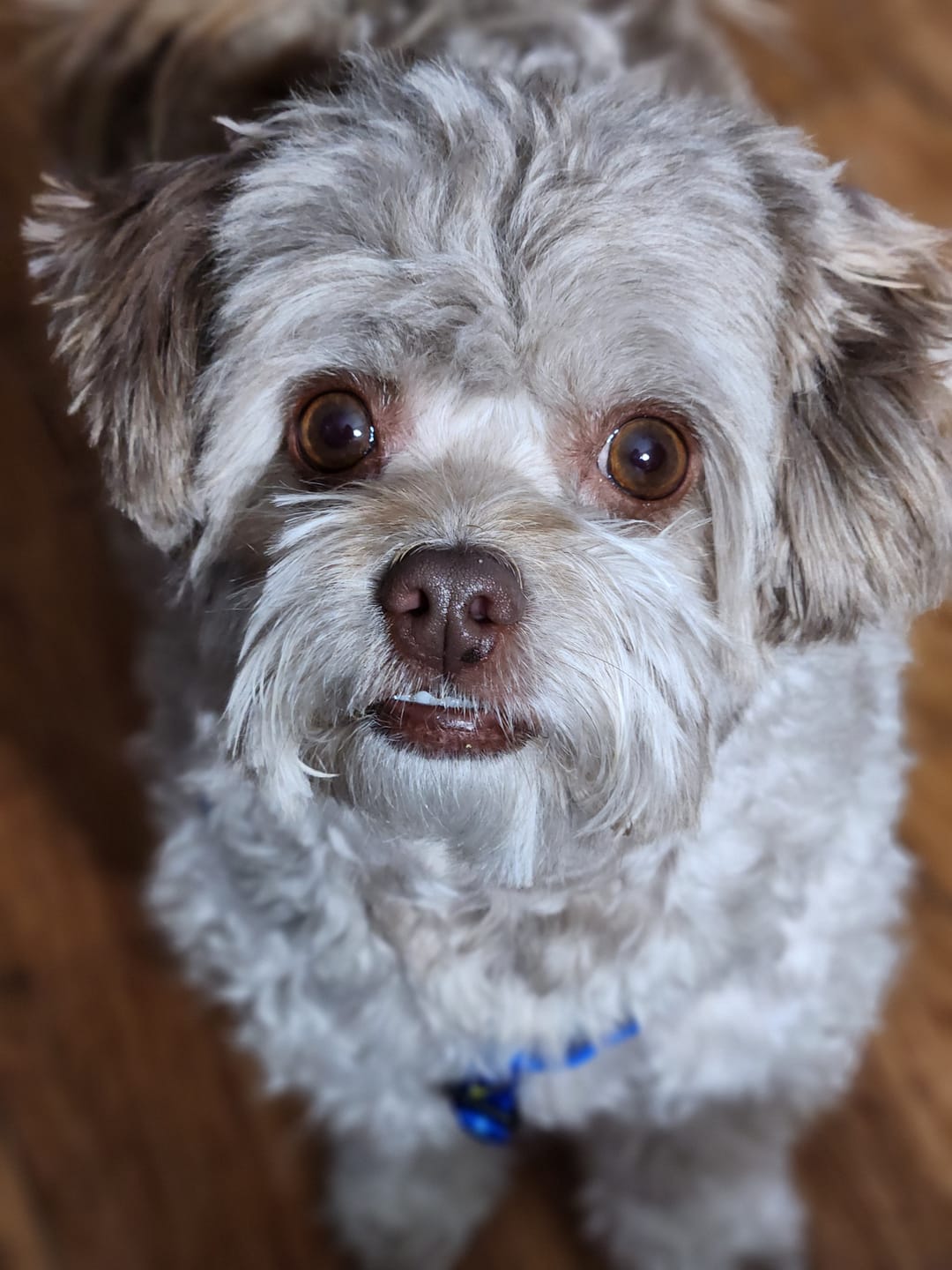 Customer photo review of Simparica TRIO - Triple Protection for Dogs in One Tasty Monthly Chew