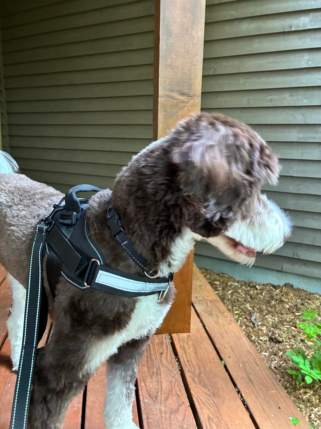 Customer photo review of Dogshood ™ No Pull Harness