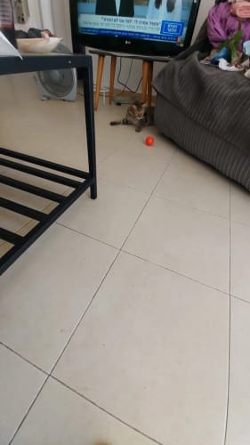 Customer photo review of Self-Rolling Smart Dog Ball