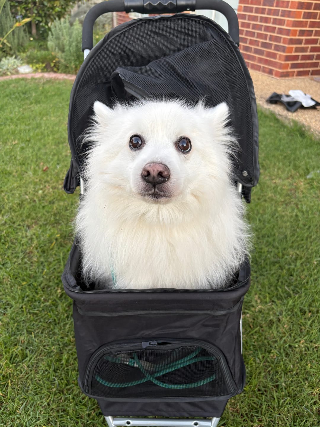 Customer photo review of Large Dog Stroller - 3 Wheels