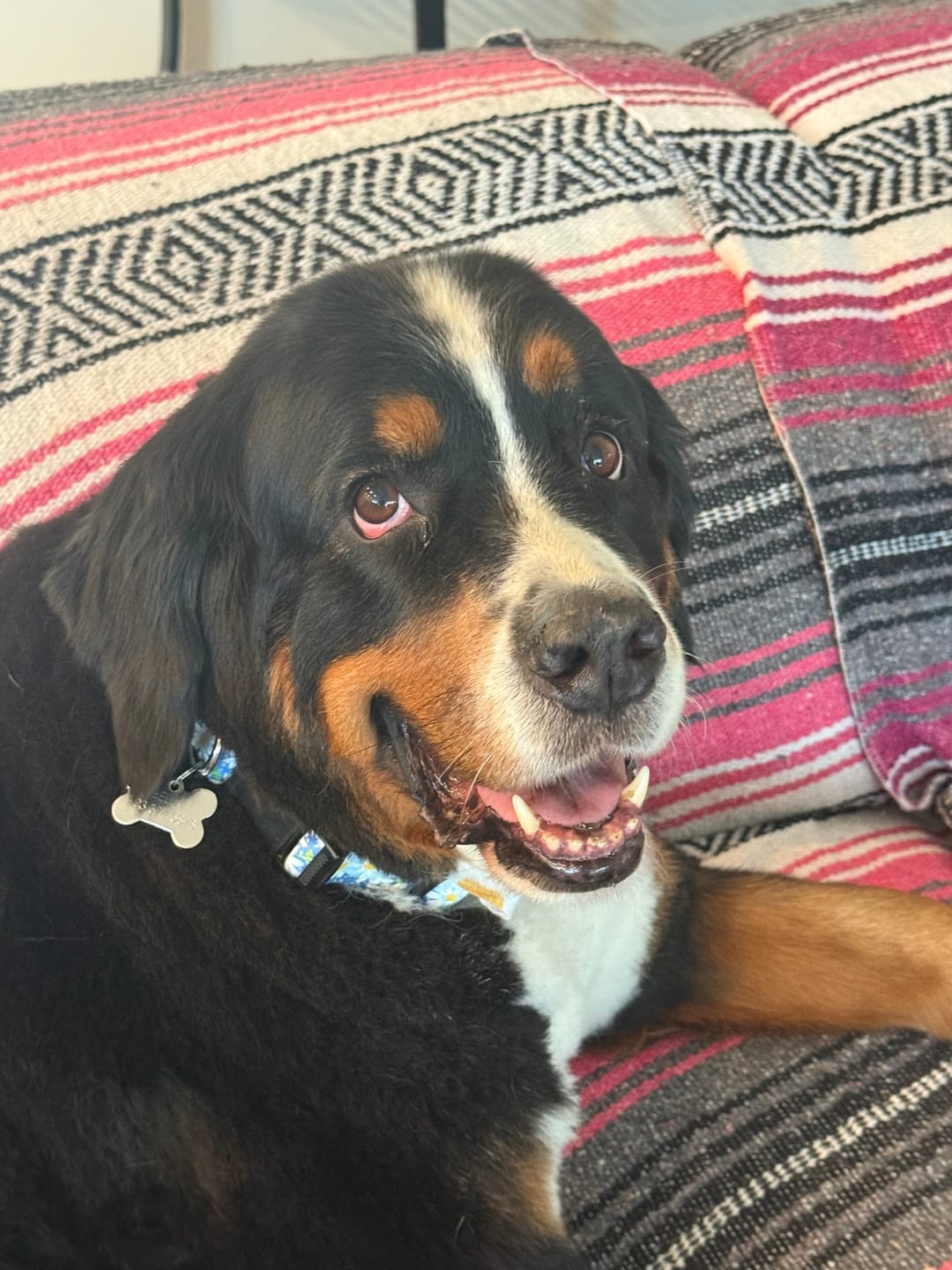 Customer photo review of Beef Recipe for Dogs - 16oz