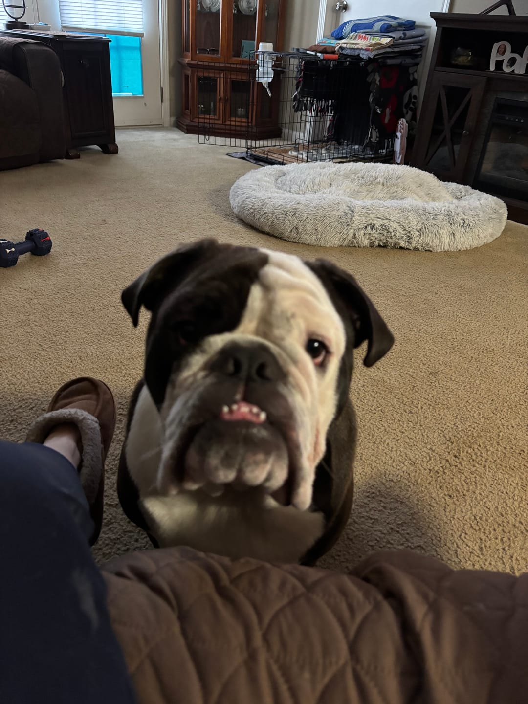 Customer photo review of 12 Inch Monster Bully Stick