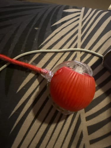 Customer photo review of Smart Interactive Rolling Ball for Small Dogs – Reduce Boredom & Anxiety