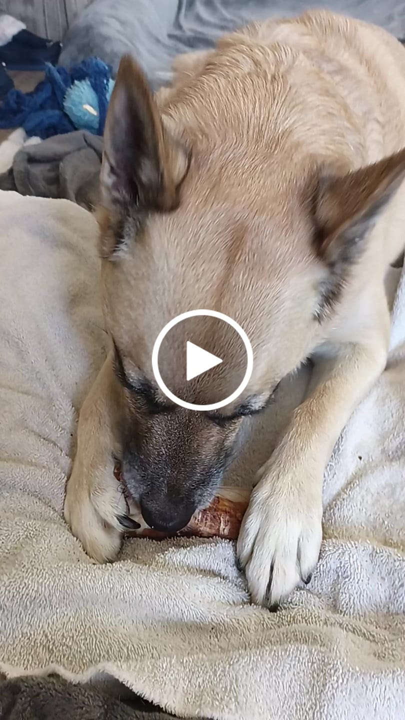 Customer video review of 5-6 Inch Marrow Bone