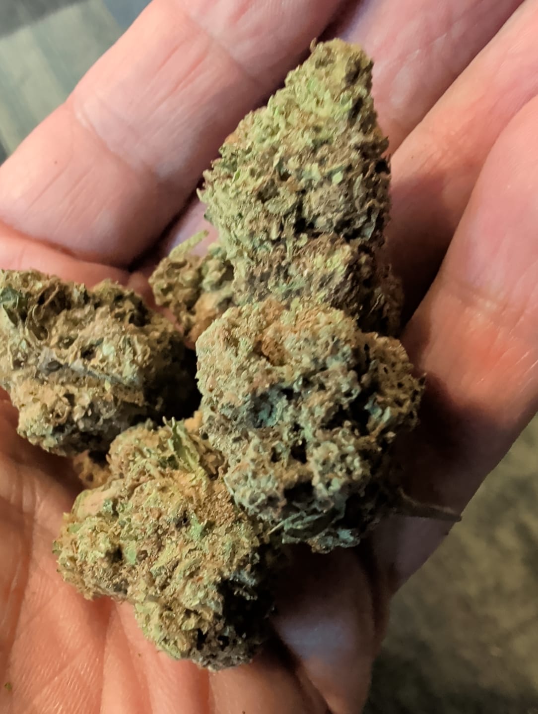 Customer photo review of Blueberry Headband  - Bulk - Hybrid