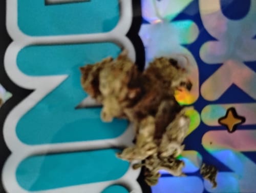 OG Kush - Minis - 28 Grams - Indica photo review
