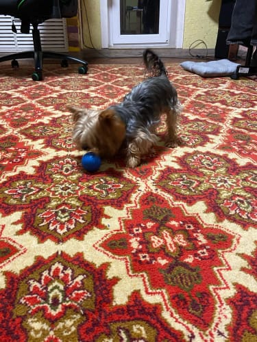 Customer photo review of Self-Rolling Smart Dog Ball