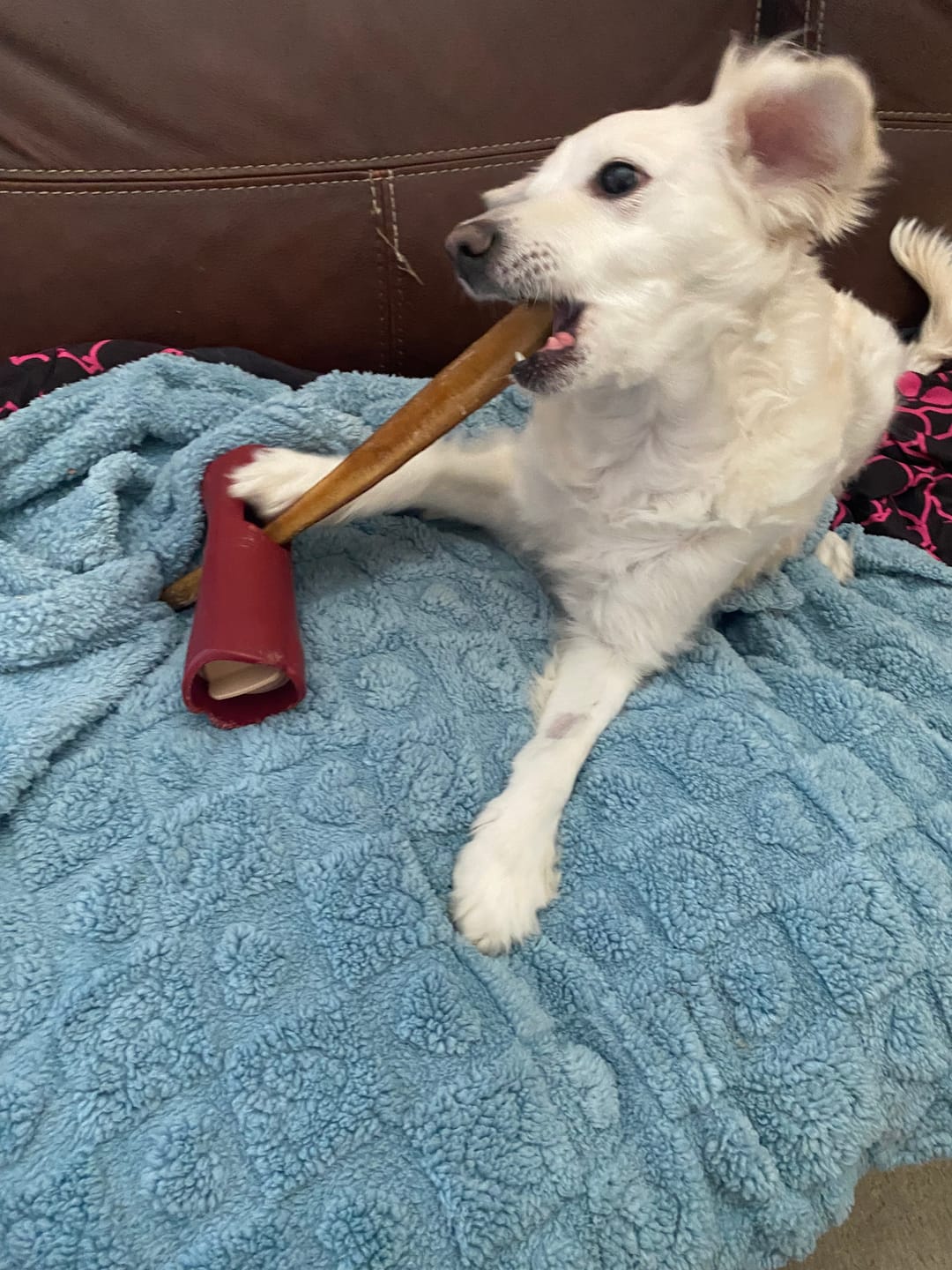 Customer photo review of 12 Inch Standard Bully Stick