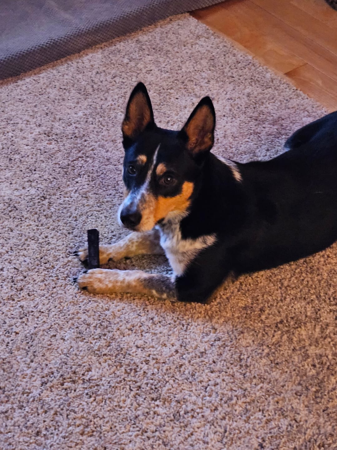 Customer photo review of Long-Lasting Yak Chews — 6 Flavor Pack