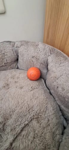 Customer photo review of Self-Rolling Smart Dog Ball