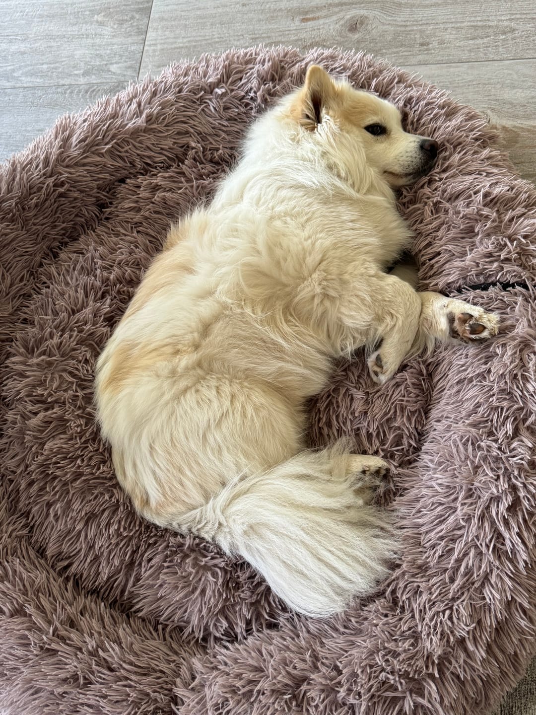 Customer photo review of Puppery Hundebett Wolke 7 - Das Original