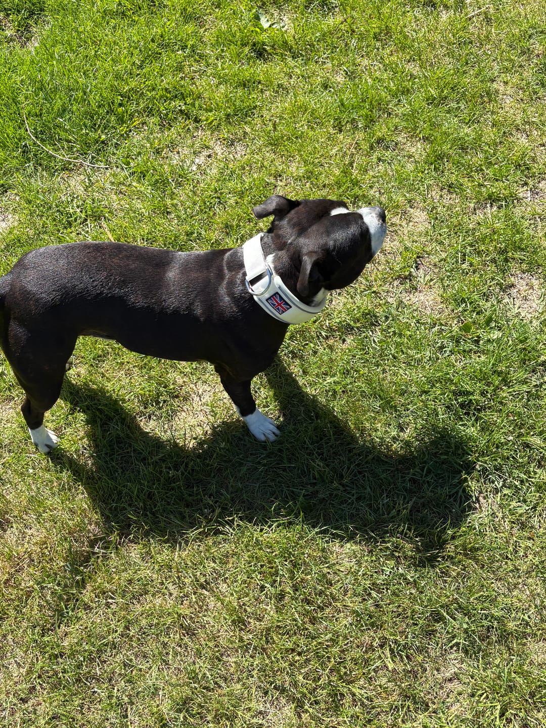 Customer photo review of Staffordshire Bull Terrier 1935® Martingale Collar - White
