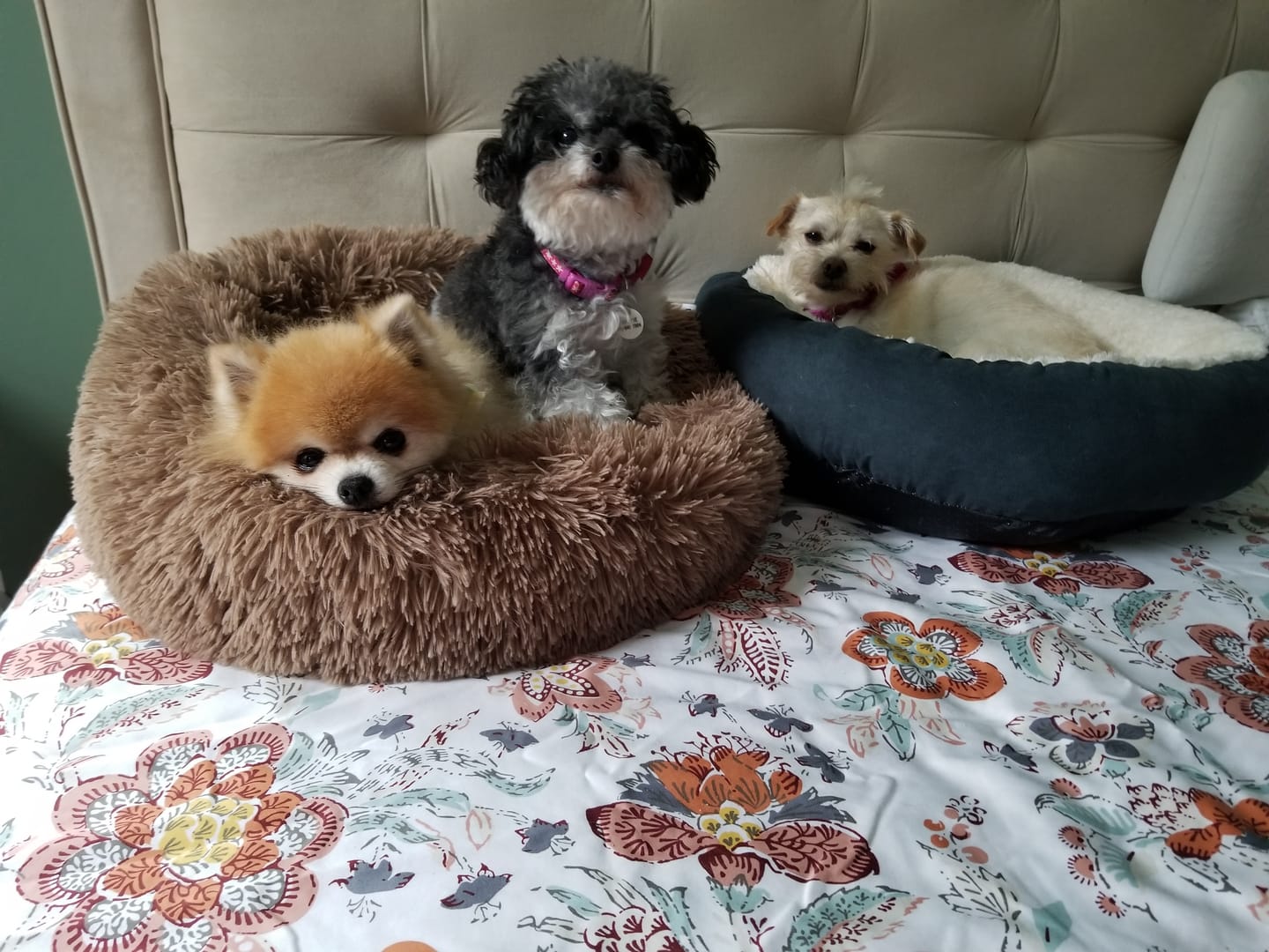 Customer photo review of Beef Recipe for Dogs - 16oz